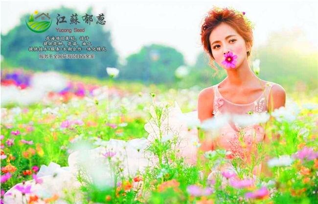 ϳлʩ滮