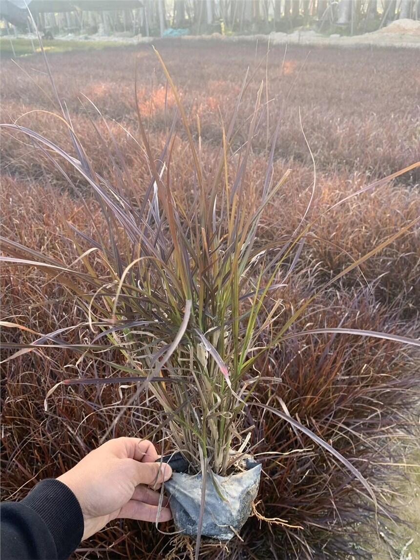 ۸βݱ±۶