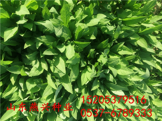 ڻʺϹ