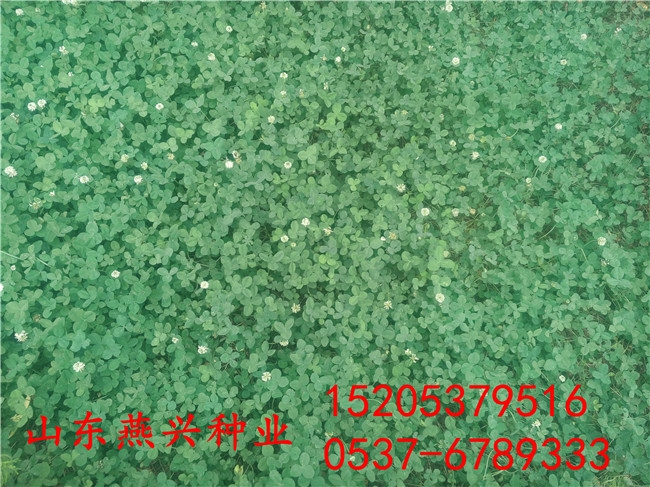 ӵֲݶǮһƽ۸Ǯ