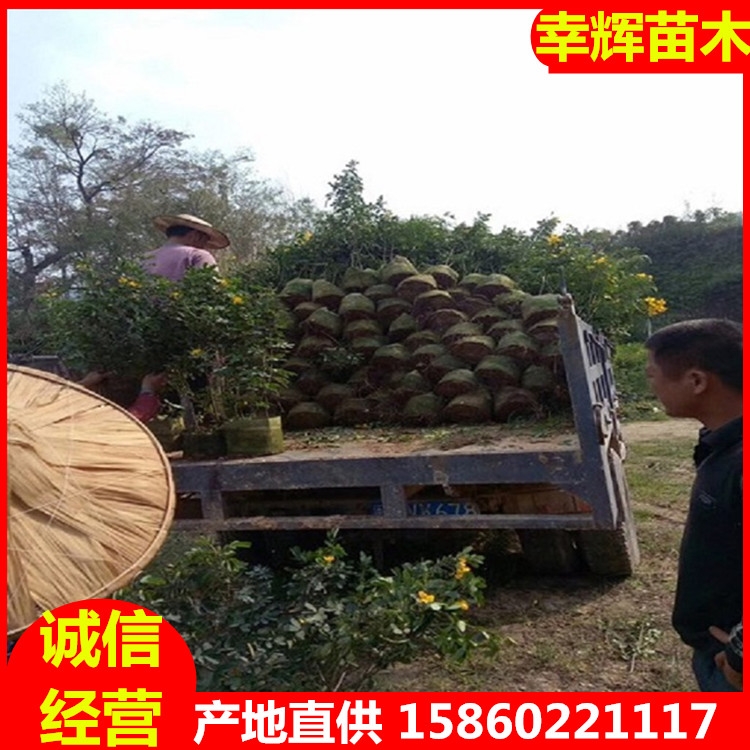 ƻ˫лƻ˫лľֱ20-45깩Ӧ