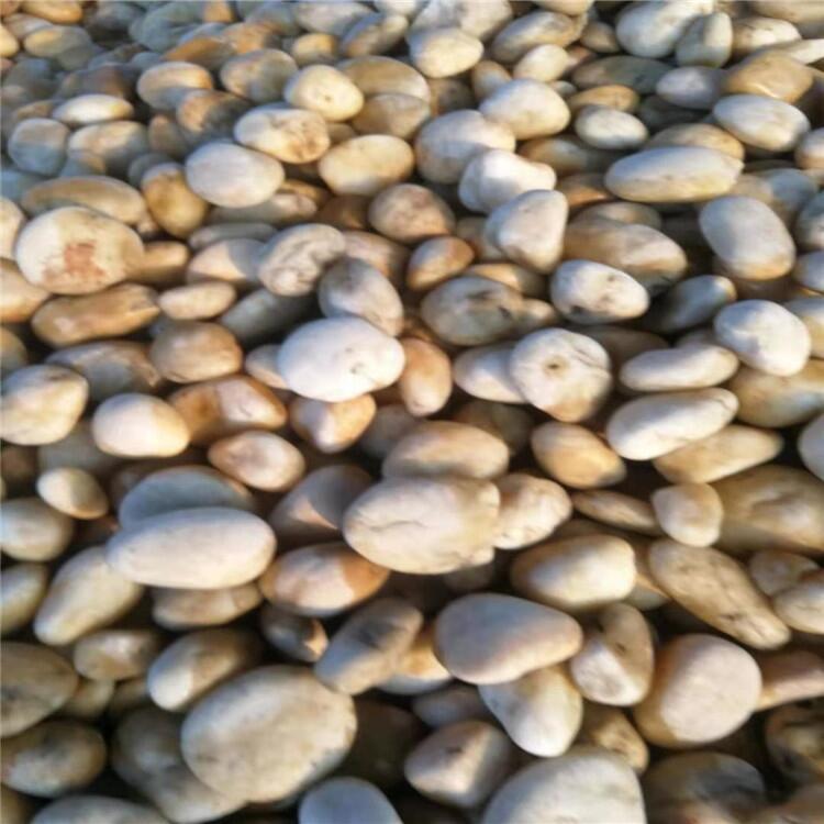 温州白色鹅卵石 30-50公分天然鹅卵石商家 荣茂